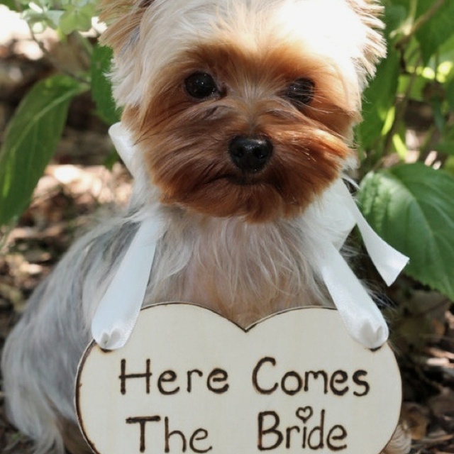 Something for Pet Lovers. Desktop Image